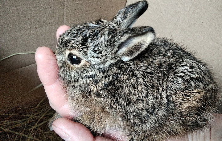 В Туле нашли 88 граммового зайчонка