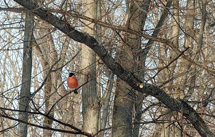 Снегирей заметили в парке Богородицкого дворца-музея