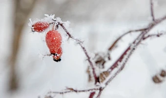 Стало известно, кто проследит за порядком в Туле 17 и 18 января