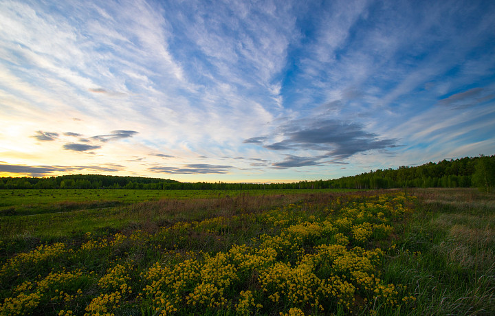 Тульского агрария оштрафовали за зарастание сельхозземель