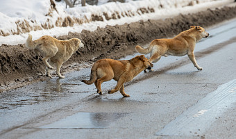 «Страшно выходить из дома»:  жителей Мясново терроризирует  стая бродячих собак