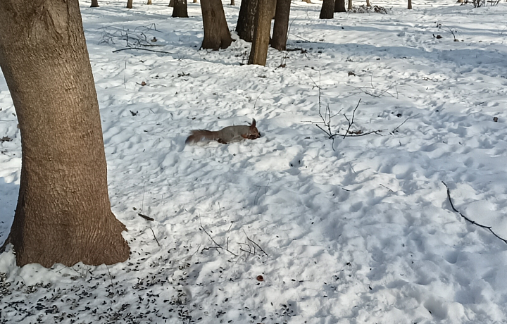 Этой весной в Туле насчитали порядка 110 взрослых белок