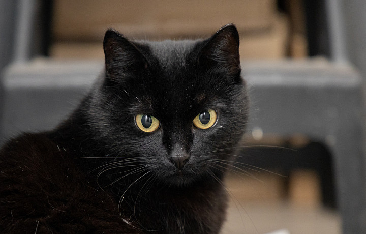 Тулякам рассказали, как защитить животных от садистов