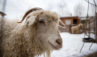 Тульский Минсельхоз отсудил  у фермера грант в полтора миллиона рублей: вопреки бизнес-плану он разводил не овец, а свиней