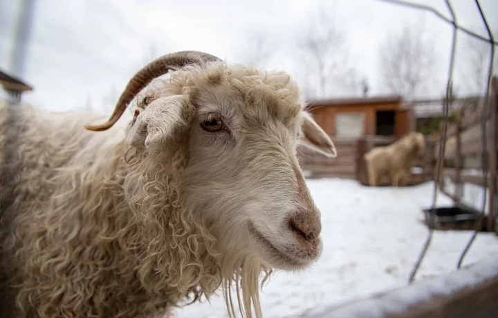 Тульский Минсельхоз отсудил  у фермера грант в полтора миллиона рублей: вопреки бизнес-плану он разводил не овец, а свиней