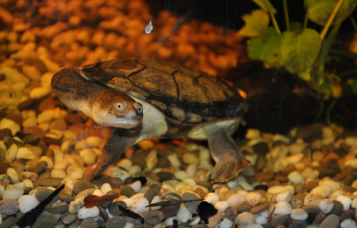 Мы не жалкие букашки: стоит ли заводить черепаху, если вы не опытный террариумист – мнение специалиста экзотариума