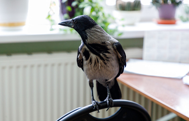 Феноменальная память, просторный вольер и свежий воздух: что нужно знать тем, кто хочет завести дома серую ворону