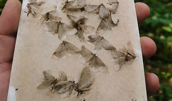 В Тульской области в лесах увеличилась популяция опасных мотыльков