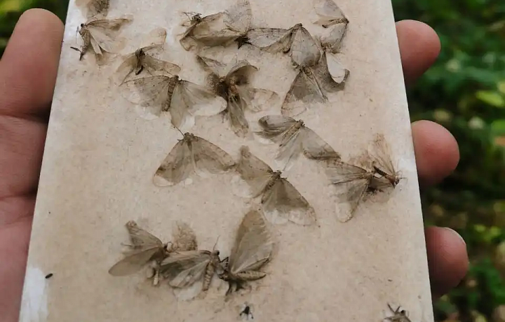 В Тульской области в лесах увеличилась популяция опасных мотыльков