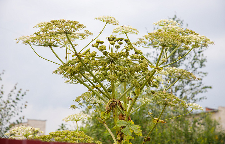 Районы Тульской области получат 37,6 миллионов рублей на борьбу с борщевиком