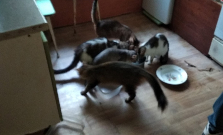 Владельца кошек и собаки, оказавшихся запертыми в квартире в Туле, выселяют: питомцы ищут новый дом