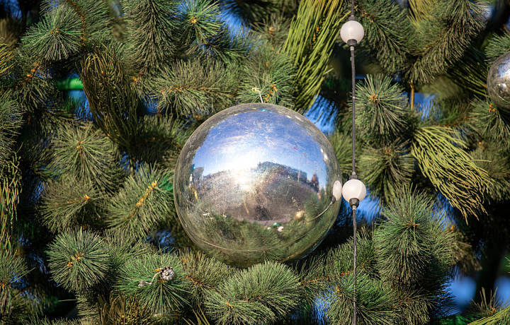 Где купить елку, и как надолго сохранить живое дерево – елочный гид в Тульской области