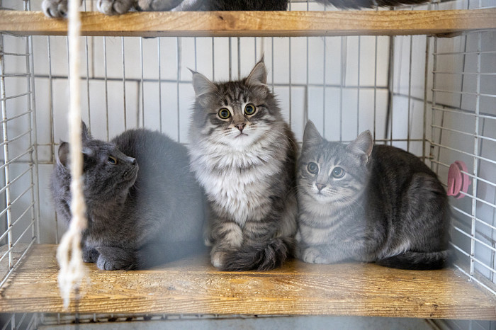 Вестники неудачи или пушистые милашки: тульские черные кошки ищут своих хозяев