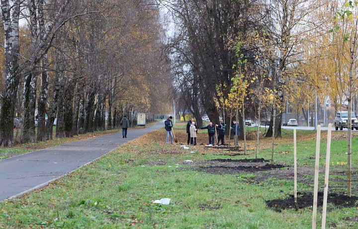 На улице Космонавтов в Новомосковске высадили кленовую аллею