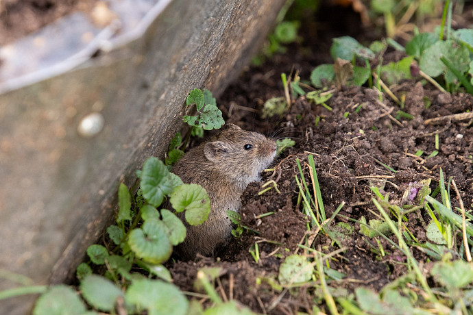 В цветочных клумбах в Туле осенью начали жить мышки
