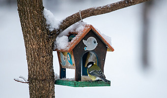 Туляков предупредили об аномальных морозах с 31 января по 4 февраля