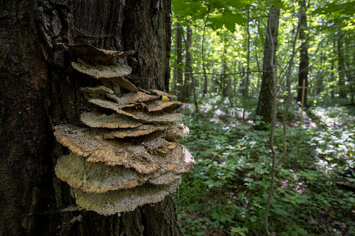 Фоторепортаж из Тесницого леса: как выглядит расстрельный полигон под Тулой