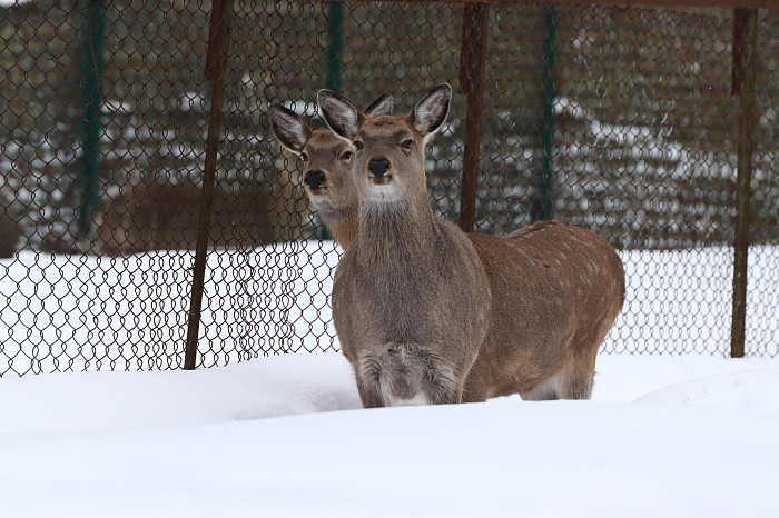 Зверские морозы: как животные зооуголка Белоусовского парка переживают снежную зиму и природные катаклизмы. Фоторепортаж