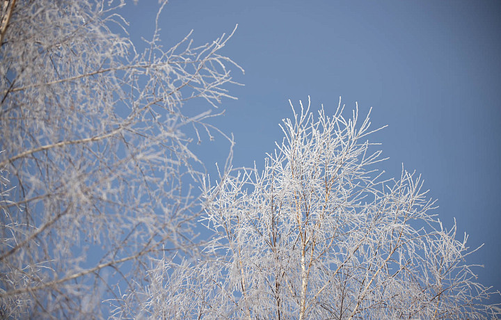 Замерзшие животные и машины: Как туляки справляются с морозами