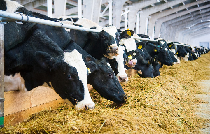 Тульской области выделят 10,7 млн рублей на развитие геномной селекции