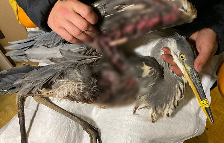 Тульские волонтеры спасают цаплю с переломом плеча