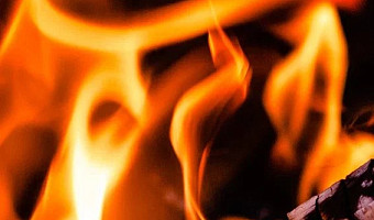 В Тульской области за год уничтожили 280 килограммов дикорастущей конопли и мака