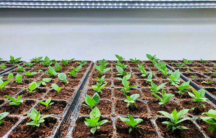 Когда сажать томаты, огурцы, баклажаны, сельдерей, капусту и перец – рекомендации садовода Косолаповой