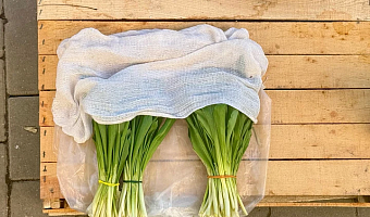 Роспотребнадзор рассказал тулякам о пользе черемши