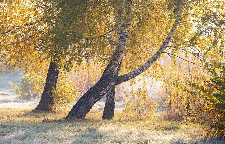 В Тульской области ожидается усиление заморозков на этой неделе