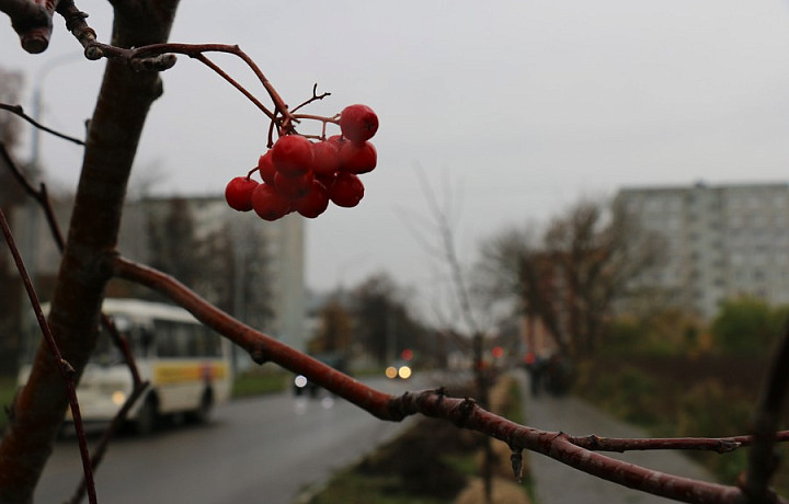 На улице Садовского в Новомосковске высадили 24 рябины