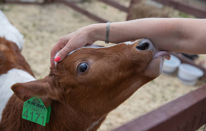 Фестиваль молока прошел в Тульской области