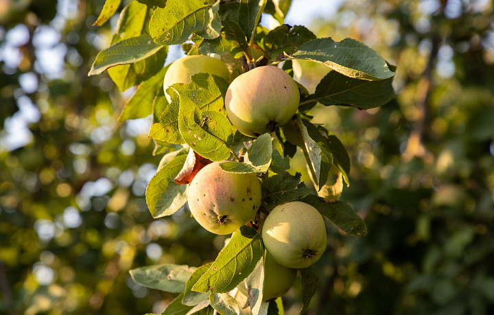 100% самообеспеченность яблоками ожидается в России к 2028 году