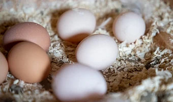 За 2023 год в Тульской области больше всего подорожали яйца, курица, овощи и рыба