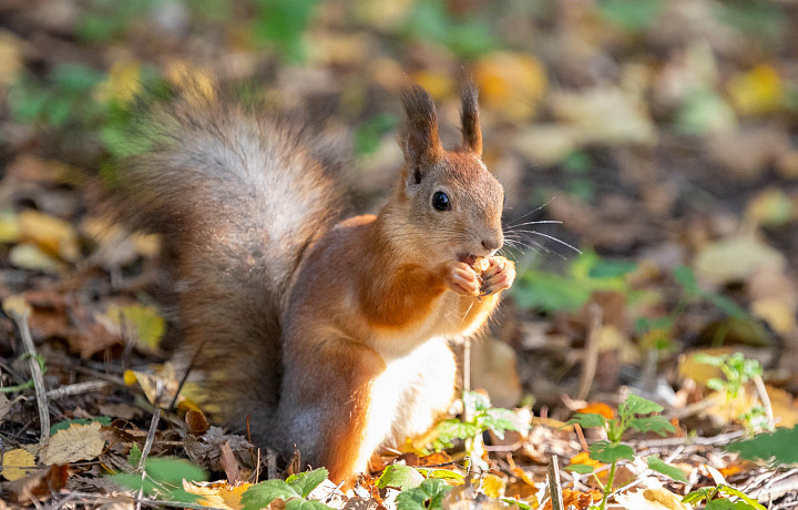 «Золотая осень»: туляков ждет сухая и солнечная погода на следующей неделе