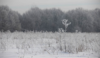 Россельхознадзор выявил зарастание 42 га сельхозземель в Щекинском районе