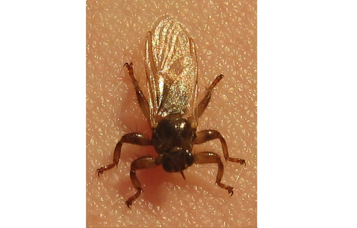 Лосиный клещ или оленья кровососка: что за насекомое появилось в лесах Тульской области, и чем оно опасно