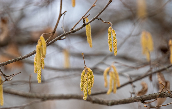 Врач дала тулякам рекомендации по борьбе с весенней аллергией
