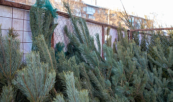 Роспотребнадзор рассказал тулякам, как выбрать живую новогоднюю ёлку