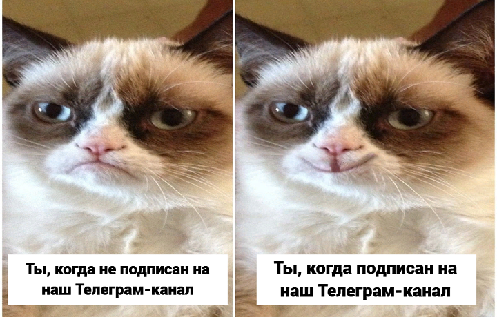 Новости от опытных мемологов: подписывайтесь на Телеграм-канал ТСН24