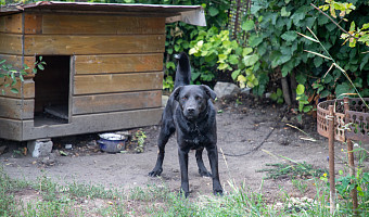 «Никто утром не поедет на транспорте, чтобы выгулять собаку»: туляки жалуются на отсутствие площадок для животных
