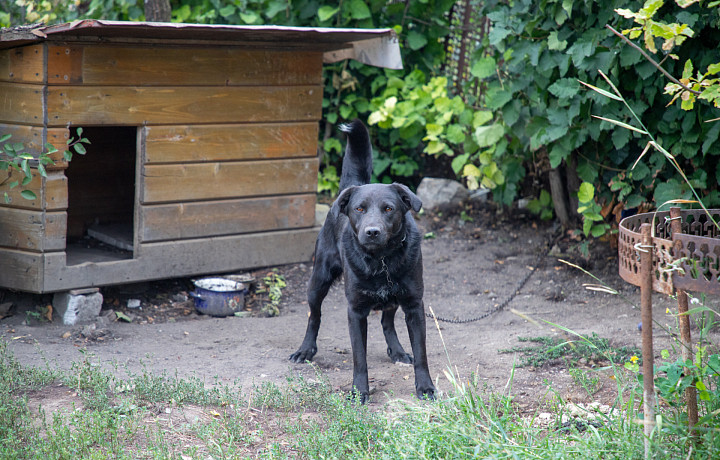 «Никто утром не поедет на транспорте, чтобы выгулять собаку»: туляки жалуются на отсутствие площадок для животных