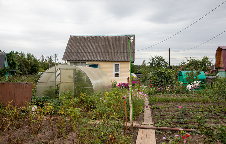 За поле одуванчиков на огороде придется ответить: новые штрафы для дачников в 2024 году