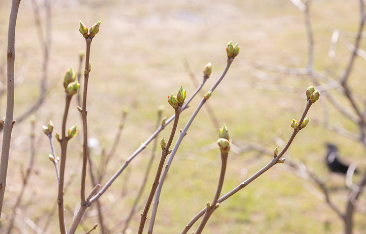 Аномально теплая смена месяцев: синоптики рассказали, какая погода будет в апреле в Туле и области