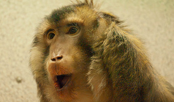 В Туле живут пять видов обезьян: 14 декабря приматы отмечают профессиональный праздник