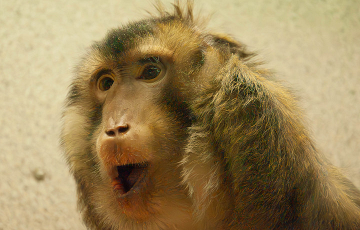 В Туле живут пять видов обезьян: 14 декабря приматы отмечают профессиональный праздник