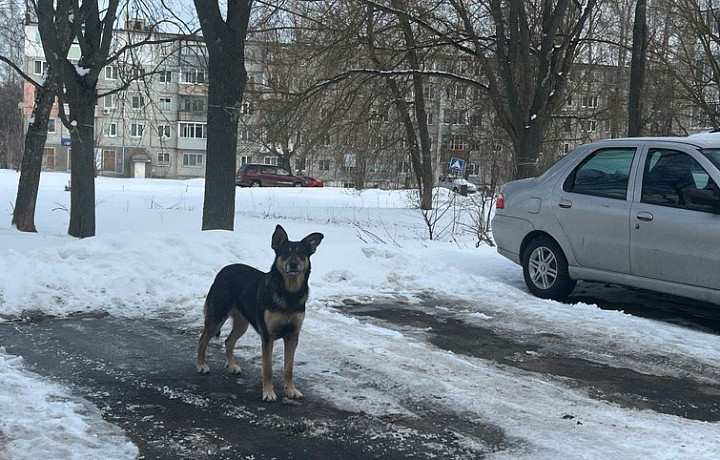 Отравление или бешенство: жители поселка Ильинка Тульской области жалуются на бездомных собак