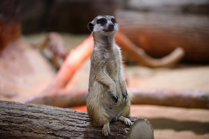 «Сурикаты агрессивно относятся к чужакам»: стоит ли заводить таких питомцев в доме