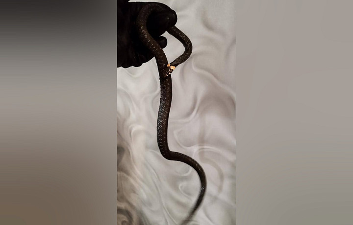 Туляки нашли у себя дома ужа, спрятавшегося за холодильник