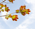 Осень близко: В Туле начали желтеть деревья – фоторепортаж