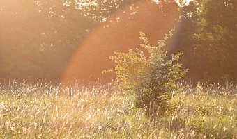 Карантин из-за опасного сорняка ввели в Кимовском районе на участке 1200 гектаров